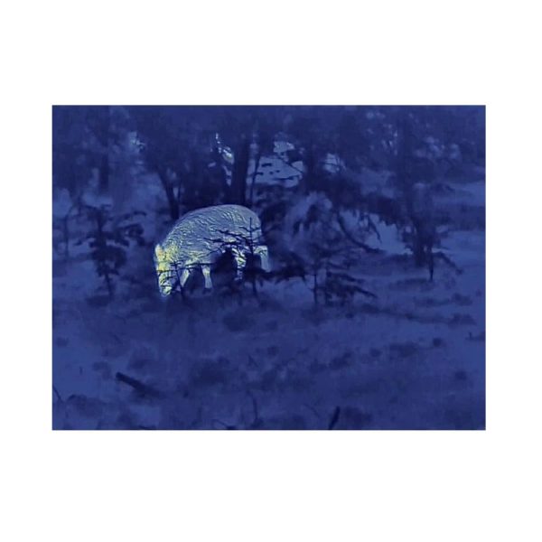 nighthunter 35h